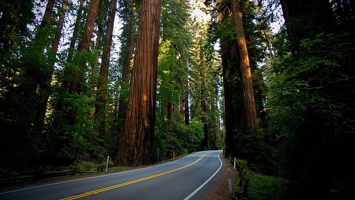 clôture en bois vert et brun, paysage, nature, route, séquoia, Fond d'écran HD