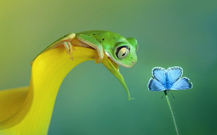 зеленая лягушка, лягушка, бабочка, цветы, амфибия, HD обои