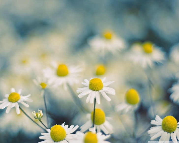 foto fokus selektif bunga aster putih, alam, makro, bunga, Wallpaper HD