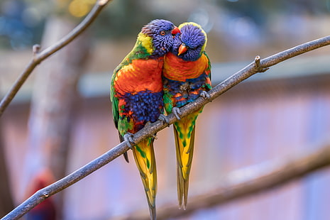 Lorichetto arcobaleno, pappagalli, uccelli, coppia, tenerezza, Sfondo HD HD wallpaper