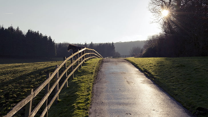 black concrete road and wooden railings, horse, fence, road, HD wallpaper