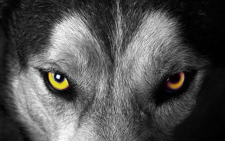 회색 늑대 얼굴, 동물, 늑대, 선택적 채색, HD 배경 화면