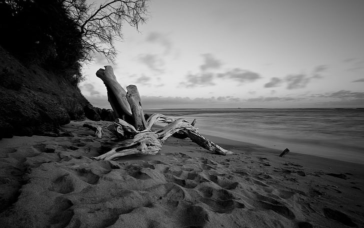 gray driftwood, monochrome, beach, sea, HD wallpaper