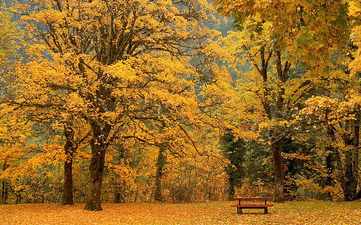 الأشجار المورقة الصفراء ومقعد خشبي بني ، الخريف ، الحديقة ، الطبيعة ، المقعد، خلفية HD