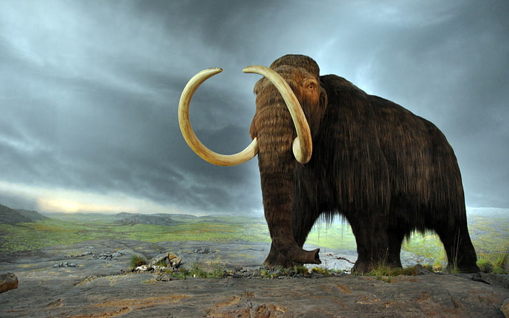 Carta da parati Mammut lanosa di alta qualità, Sfondo HD