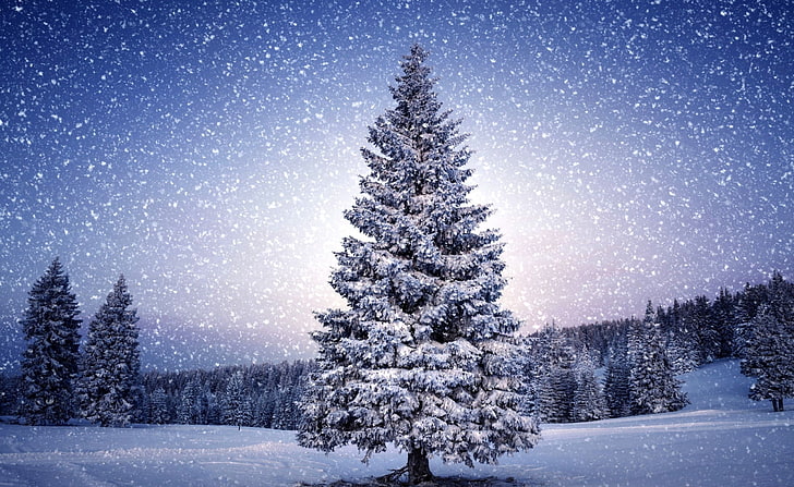 Ёлка, сосна со снегом, времена года, зима, рождество, ёлка, елка, HD обои