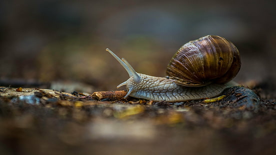 gray and brown snail, animal, slimy, nature, snail, crawling, brown, mollusk, slow, close-up, wildlife, HD wallpaper HD wallpaper