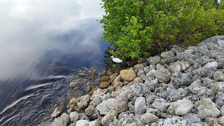 Vögel, Florida, Wasser, Felsen, See, Bäume, HD-Hintergrundbild