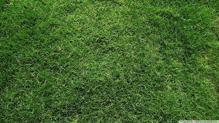 green sod lawn, plants, grass, watermarked, HD wallpaper