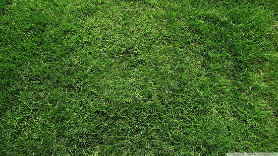 зеленый газон, растения, трава, водяные знаки, HD обои HD wallpaper