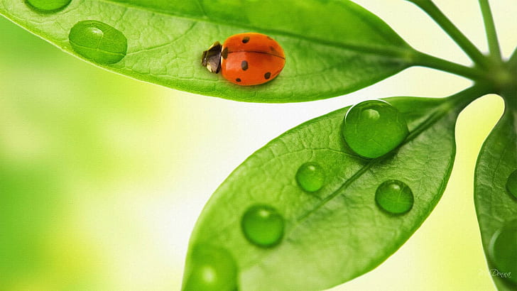Spring Green Six, firefox persona, leaves, green, spring, light, ladybug, leaf, summer, rain, 3d and abstract, HD wallpaper