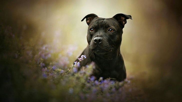 собака, порода собак, цветы, морда, стаффордширский бультерьер, стаффордширский терьер, усы, американский стаффордширский терьер, трава, терьер, HD обои