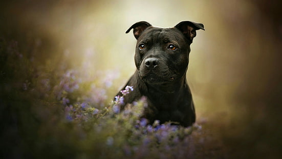 หมา, สายพันธุ์สุนัข, ดอกไม้, จมูก, Staffordshire Bull Terrier, Staffordshire Terrier, เครา, Staffordshire Terrier อเมริกัน, หญ้า, เทอร์เรียร์, วอลล์เปเปอร์ HD HD wallpaper