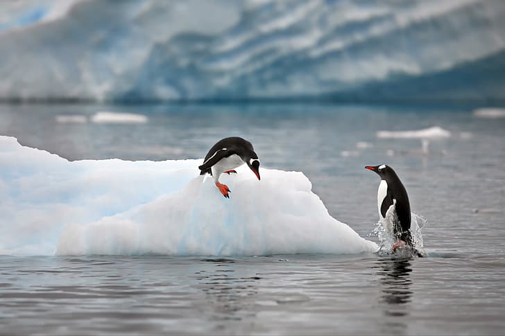 przyroda, ocean, pingwiny, lód, kra, Aleksander Perow, Tapety HD