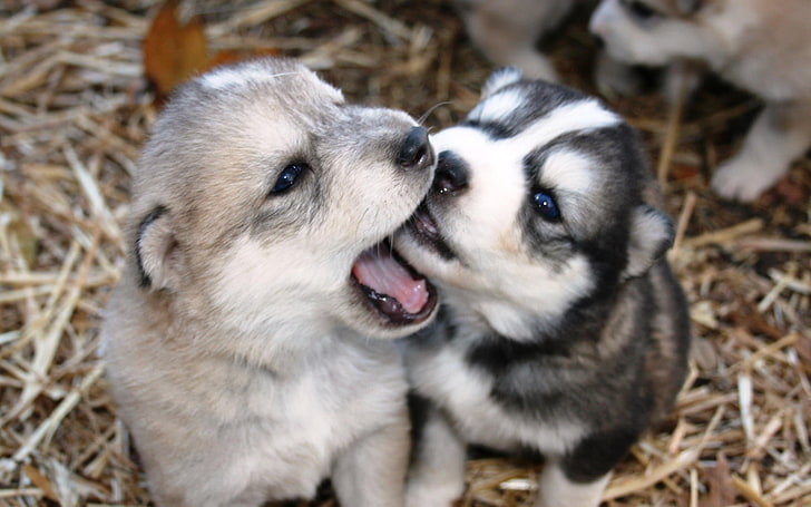 two Siberian husky puppies, dogs, puppies, husky, playful, HD wallpaper
