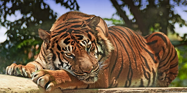 възрастен тигър, тигър, хищник, муцуна, агресия, голяма котка, HD тапет HD wallpaper