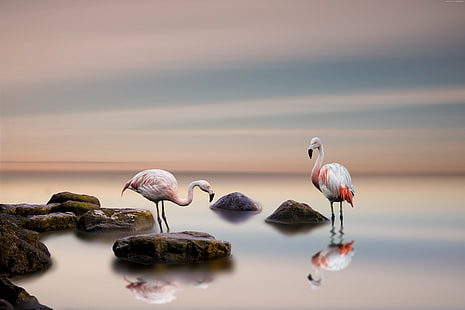 океан, птица, фламинго, 5к, HD тапет HD wallpaper