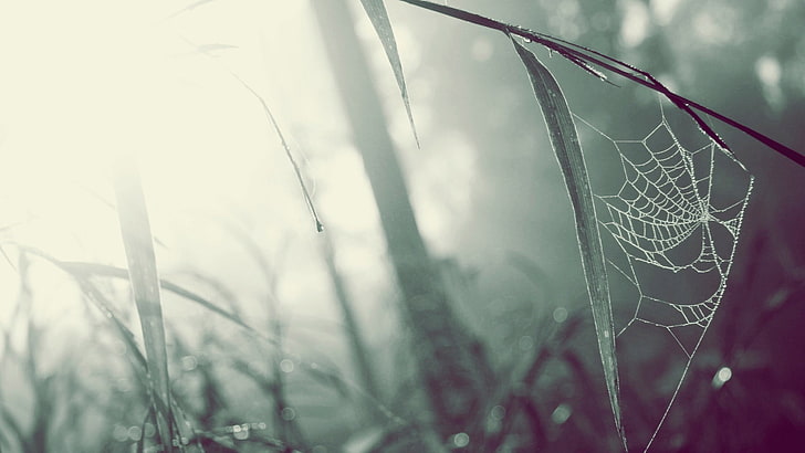 grey cobweb, spiderwebs, grass, macro, blurred, depth of field, photography, HD wallpaper