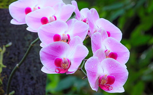 Flowers Of Purple Orchids Ornamental Plants Обои для рабочего стола для мобильных телефонов и компьютеров 3840 × 2400, HD обои HD wallpaper