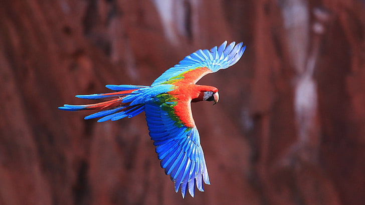 blue and red bird, macaws, birds, parrot, HD wallpaper