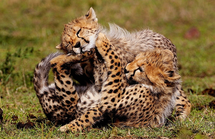 two brown lynxes, cheetahs, cubs, play, spotted, HD wallpaper
