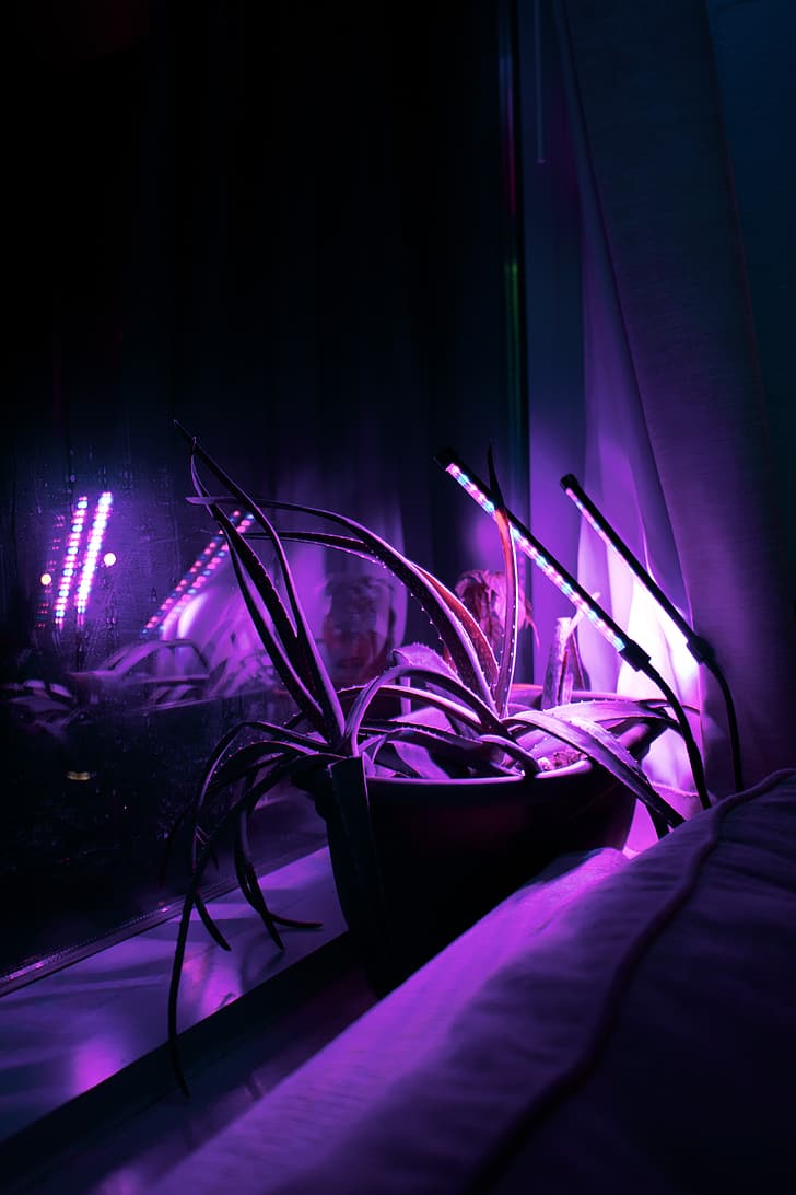 紫色の背景、植木鉢、多肉植物、 HDデスクトップの壁紙、 スマホの壁紙