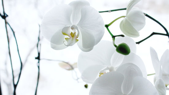 close-up photography of white moth orchids, nature, white, flowers, HD wallpaper HD wallpaper