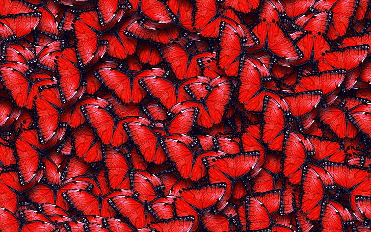 赤と黒の蝶hd壁紙無料ダウンロード Wallpaperbetter