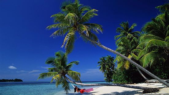 natura, palma, kokos, tropikalny, plaża, drzewo, morze, wyspa, karaiby, ocean, podróż, niebo, wakacje, piasek, raj, turkus, lato, woda, kurort, krajobraz, wybrzeże, malownicze, spokojne, Brzeg, wybrzeże, turystyka, idylliczne, relaks, słońce, relaks, wakacje, zatoka, horyzont, prawdziwy laur, egzotyczny, słoneczny, fala, scena, pejzaż morski, chmura, Tapety HD HD wallpaper