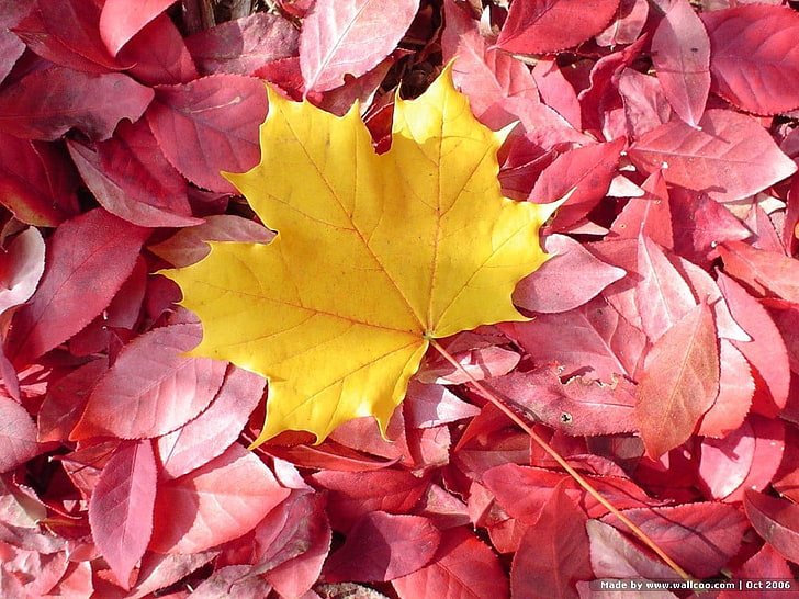 yellow maple leaf, nature, leaves, red leaves, fall, maple leaf, HD wallpaper