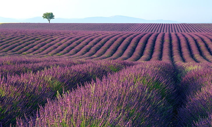 bidang bunga ungu, lavender, bidang, seri, horizon, Wallpaper HD