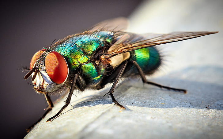 Insect Common Green Bottle Fly Macro Photo Desktop Wallpapers For Computers Laptop Tablet And Mobile Phones 3840х2400, HD wallpaper