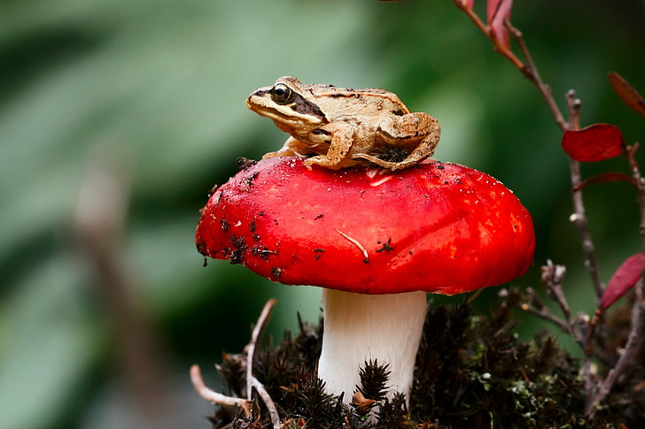 brown frog, frog, mushroom, toadstool, sit, close-up, HD wallpaper