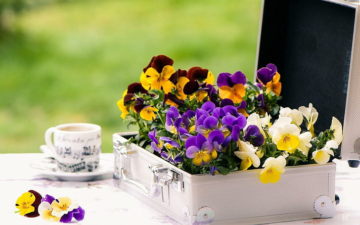 زهور البنفسج المزاج ، الزهور ، البنفسج ، المزاج، خلفية HD