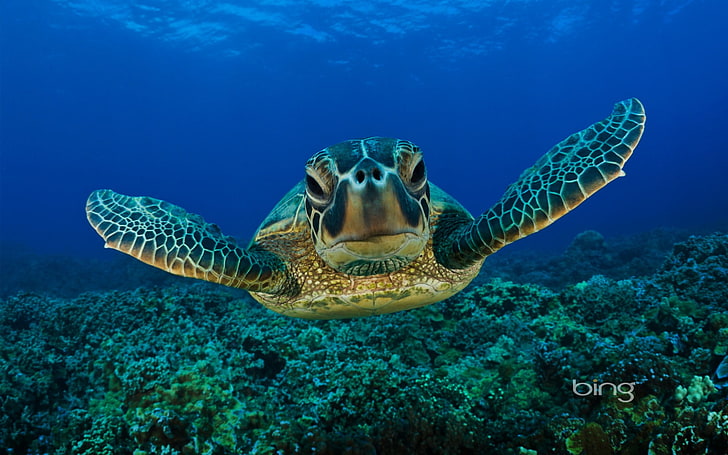 braune und schwarze Keramikvase, Schildkröte, Meer, Natur, Tiere, Unterwasser, HD-Hintergrundbild