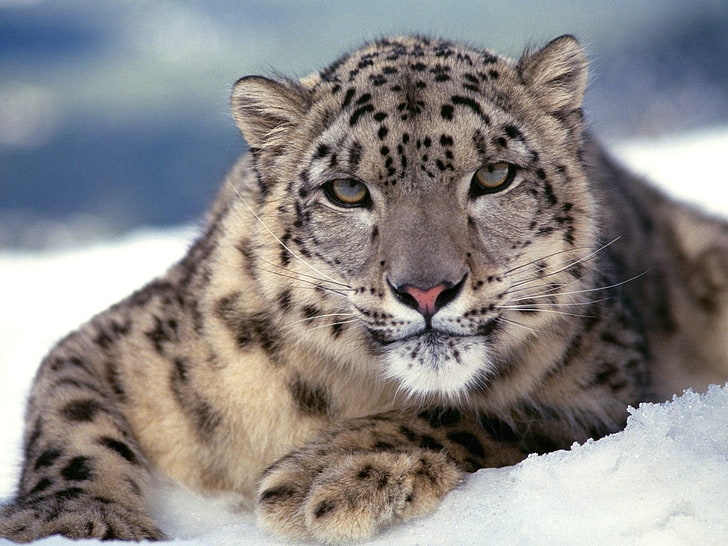 снежен леопард, снежен леопард, голяма котка, цвят, хищник, HD тапет