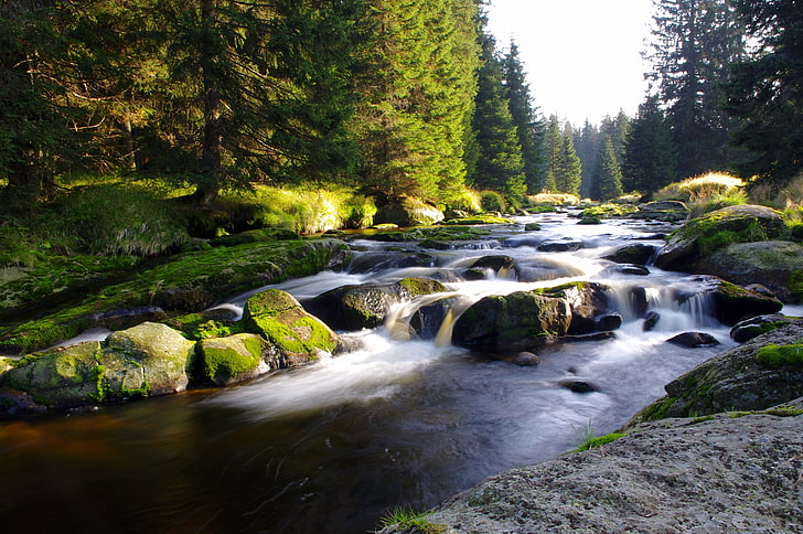 albero a foglie verdi, foresta, natura, Repubblica Ceca, fiume di montagna, Sumava, Boemia, Parco nazionale di Sumava, Sfondo HD