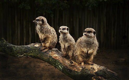 animals, suricate, meerkats, HD wallpaper HD wallpaper