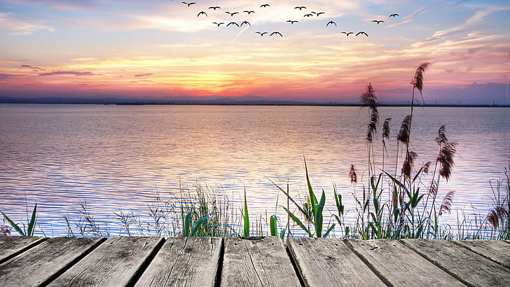 sky, horizon, water, lake, shore, calm, sunset, pier, wooden, evening, ocean, sunlight, wetland, dusk, birds, reeds, HD wallpaper