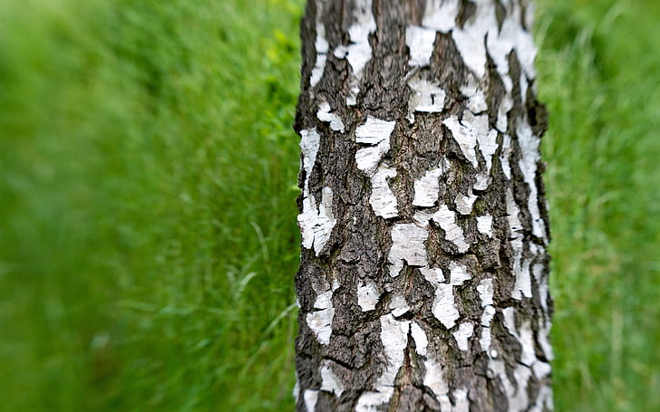 Motion Blur Tree Trunk Tree Bark HD, природа, дърво, размазване, движение, ствол, кора, HD тапет