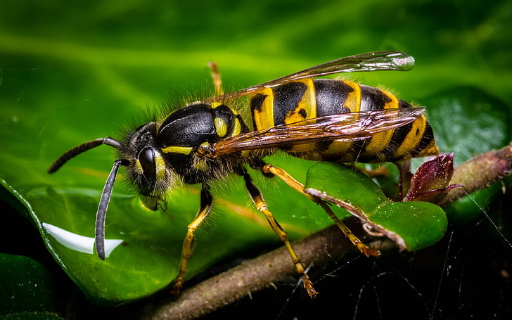 Carta da parati nera gialla dell'insetto della vespa per il pc 3840 × 2400 del telefono cellulare e della compressa, Sfondo HD