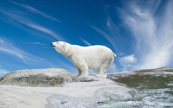 The Polar Bear Has An Elongated Body, Small Well Developed Shoulders, A Long, Slender But Well Developed Neck, Highly Developed Hind Legs And Straight Profile, HD wallpaper