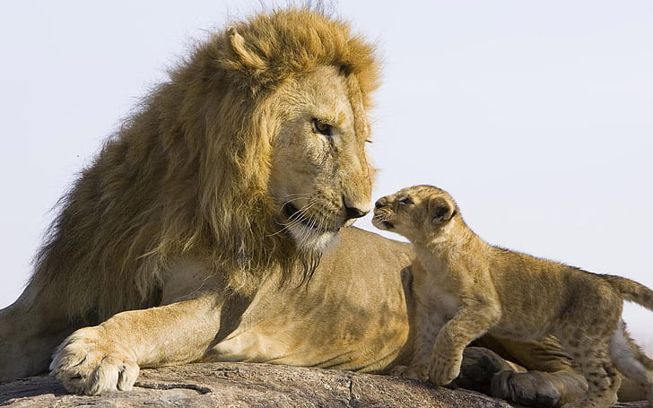 Lion Family Conversation, lions, lion, cub, HD wallpaper