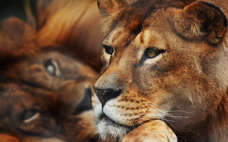 Lion HD, животни, лъв, HD тапет