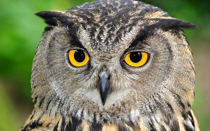 Animal owl bird, gray and beige owl, animals, Birds, owl, HD wallpaper