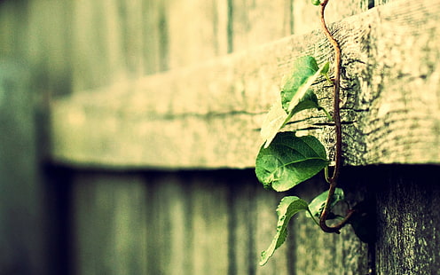 green leafed plant, green leaf on wooden fence, wood, macro, filter, depth of field, plants, vines, leaves, vintage, HD wallpaper HD wallpaper