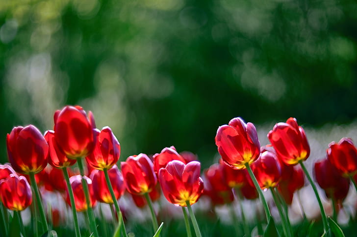 campo de tulipa vermelha, Zhongyi, lente, Turbo, focal, II, Cyclop, vermelho, tulipa, campo, Fuji, X-T1, flores, natureza, flor, primavera, planta Cor verde verão, grama, ao ar livre, beleza Na naturezaprado, frescura, estação, HD papel de parede