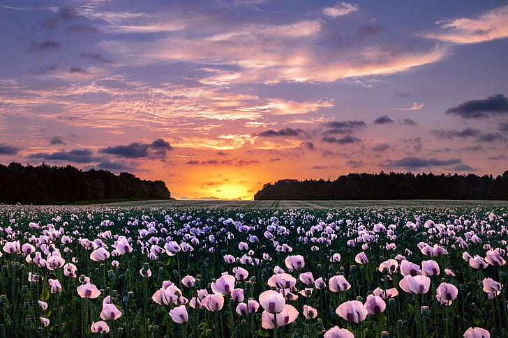 Flowers, Poppy, Field, Nature, Pink Flower, Sky, Summer, Sunset, HD wallpaper