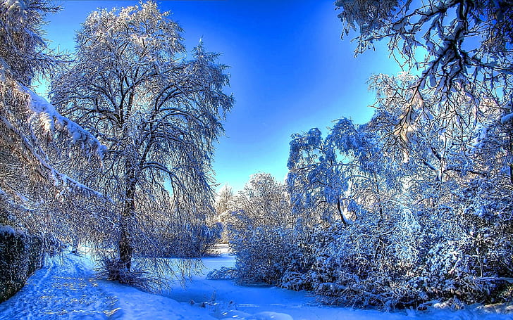 Зимен снежен пейзаж, сняг, фон, замръзнали дървета, HD тапет