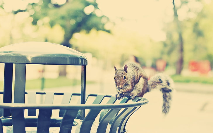 scoiattolo grigio, scoiattolo, scalata, città, a piedi, luce, Sfondo HD